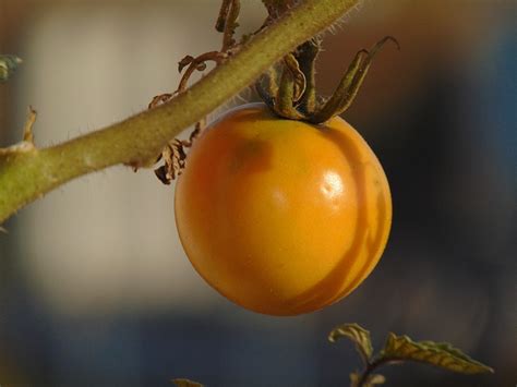Tomato Vegetables Plant Free Photo On Pixabay Pixabay