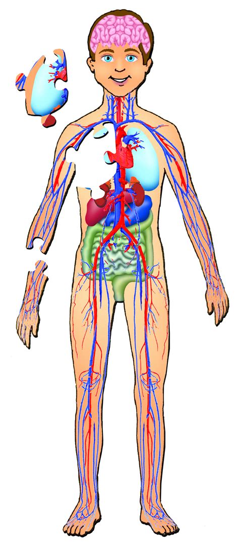 Each of these muscles is a discrete organ constructed of skeletal muscle tissue, blood vessels, tendons, and nerves. Human Body with Organs | Body diagram, Human body anatomy ...