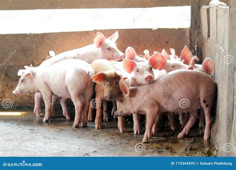 Small Pigs In The Stable Stock Image Image Of Indoors 115344595