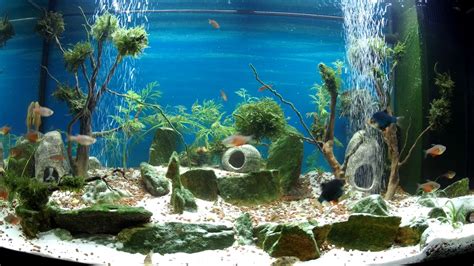 Aquarium Of Predatory Fish Youtube