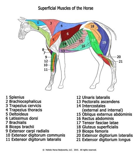 Muscles Of The Horse Diagram
