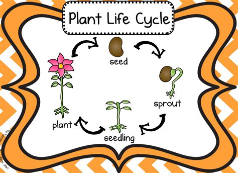 Life Cycle Of A Plant Anchor Chart And Life Cycle Of A Plant Plant Life