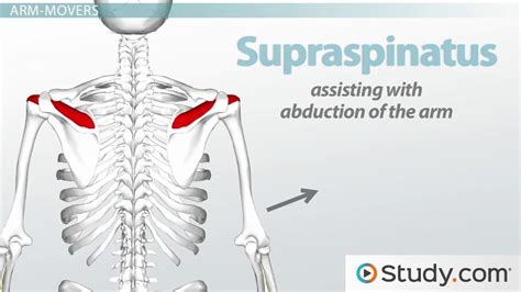 Based on the image above, answer the following: Shoulder Muscles: Anatomy, Support & Movement - Video ...