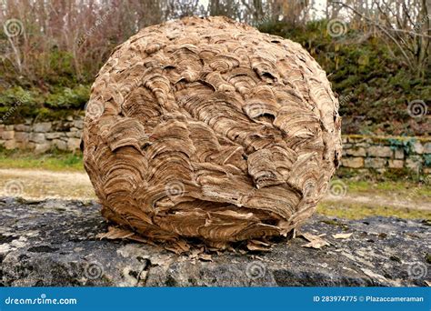 Asian Hornet Nest Stock Image Image Of Insect Hymenopter 283974775