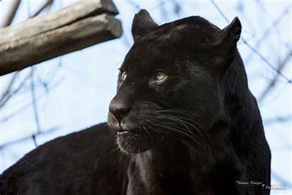 Panther Wild Jaguar Face Cat Dog Wallpapers
