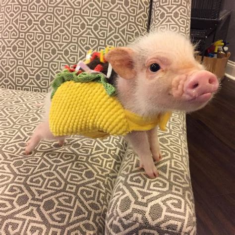 Animals Lovers On Instagram Tiny Three Pound Tacos 🐷 From