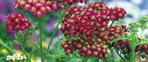 The Best Perennial Flowers For Zone 4 Plant Perfect