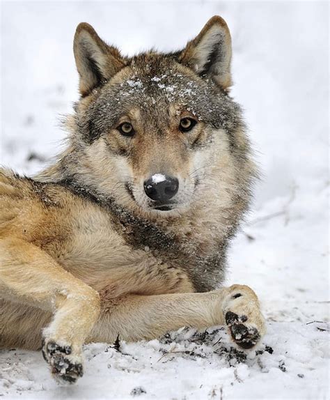Beautiful Grey Wolf 🐺 Wolves Photo 44108464 Fanpop Page 2