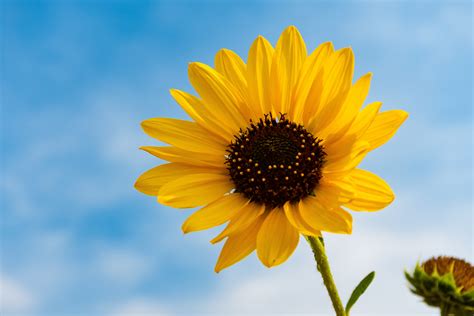 Lagu bunga matahari upin ipin terbaru Terbaru 37+ Bunga Matahari HD