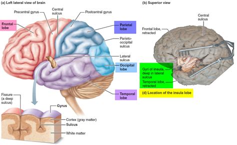 Parts Of The Brain Cerebral Cortex Human Anatomy My XXX Hot Girl