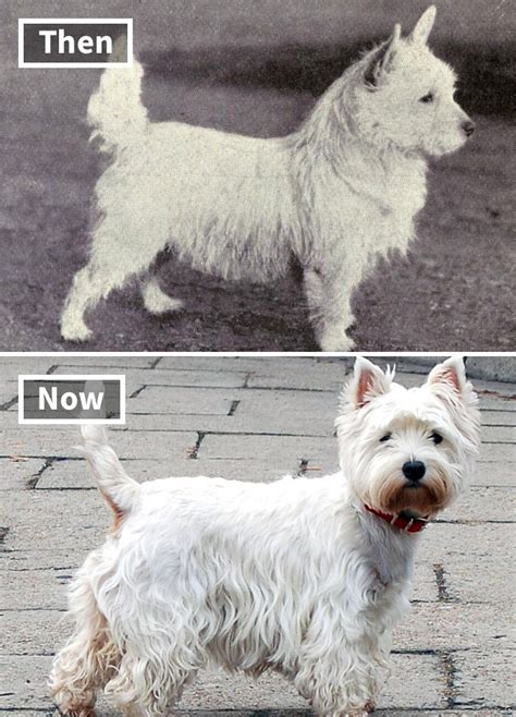 18 Photos Showing Dog Breeds Today Vs 100 Years Ago Success Life Lounge