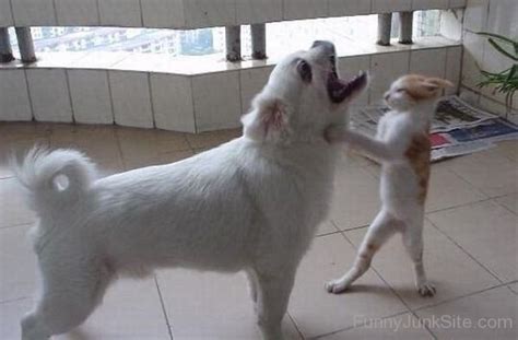 Funny Kung Fu Pictures Kung Fu Fighting Cat With Dog