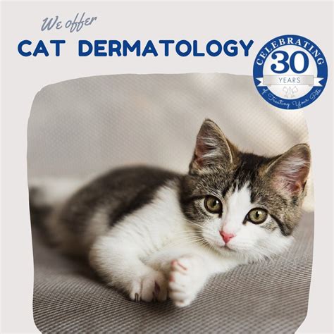 Does Your Cat Show Signs Of Skin Problems🤔 Cat Skin Disorders Are