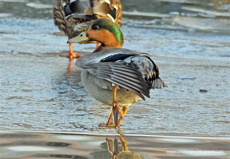 Oslo Birder Østensjøvannet And Hybrid Duck