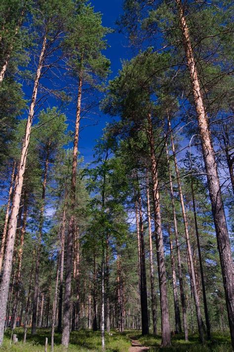 Pine Forest Stock Photo Image Of Bole Tree Landscape 26444846