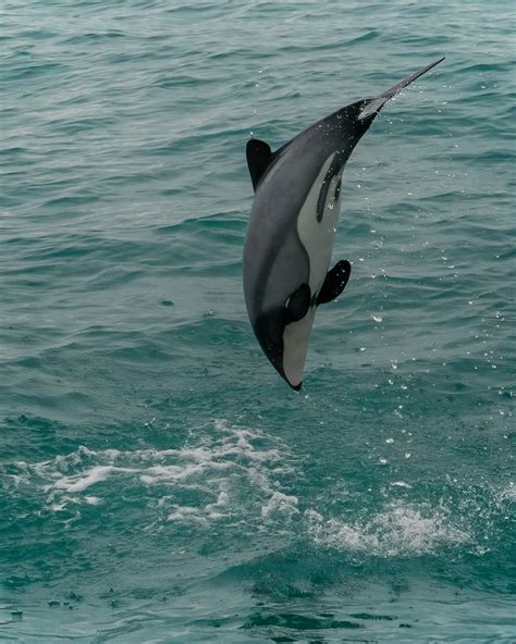 Maui Dolphin Endangered Species Foundation