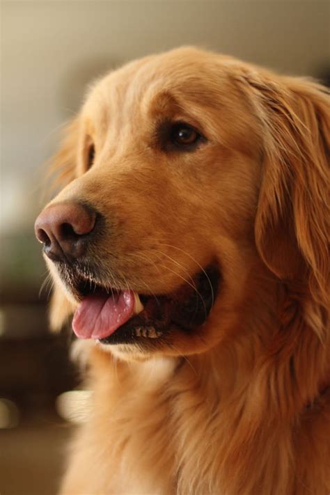 Golden Retriever Puppy Galley Facts Dog Guide 4u