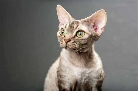 Unveiling The Genetic Tapestry The Breeding Secrets Of Devon Rex Cats