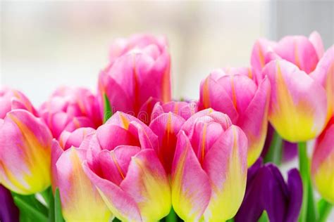 Beautiful Pink And Purple Tulips Stock Photo Image Of Invitation