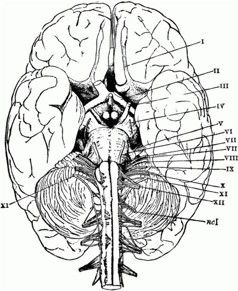 They will be more interesting when they are adorned with the addition or little pattern. Brain Anatomy Coloring Pages | Printable Coloring Pages ...