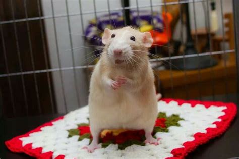 299 Best Images About For The Love Of Rats On Pinterest Hamsters Rat Cage And Mice
