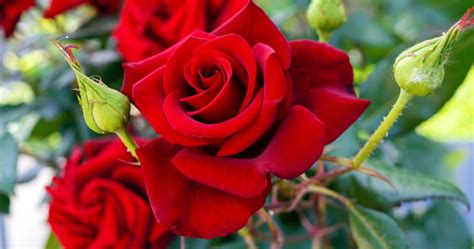 This guide will show you exactly what to do to grow beautiful miniature roses in your home. 7 Rose Growing Secrets the Pros Use | The Gracious Wife