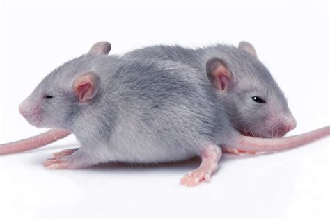 How Many Babies Do Rats Have What To Expect When Your Pet Rat Is Expecting