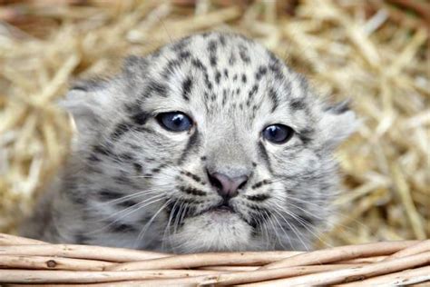 14 Photos Of Cute Big Cat Cubs First News Baby Snow