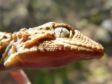 Free Images Wildlife Biology Fauna Lizard Gecko Close Up Eye
