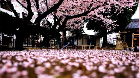 Sakura Tree Spring Japan Wallpaper 1920x1080 624505 Wallpaperup
