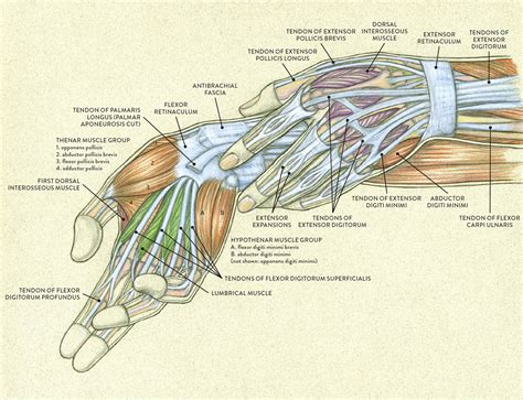 Muscles Of The Hand Anatomy