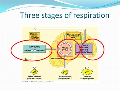 It includes glycolysis, the citric acid cycle, and electron transport. Where does cellular respiration take place? | Socratic