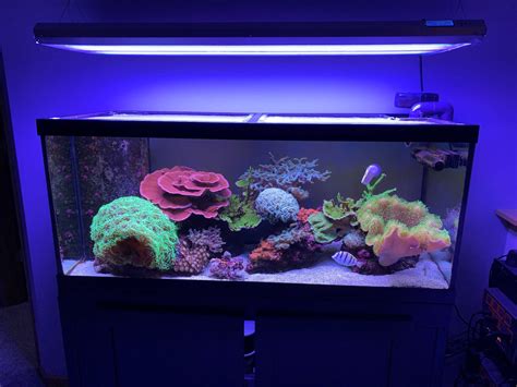 Build Thread 2 Year 75 Gallon Journey Reef2reef Saltwater And Reef
