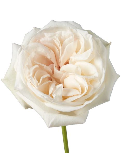 Garden Rose White Ohara Petaljet
