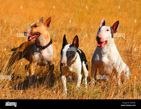 Miniatur Bullterrier Canis Lupus F Familiaris Drei Hündinnen In Einer Wiese Falb Weiß