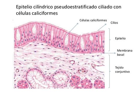 Tejido Epitelial Cilindrico Pseudoestratificado Ciliado Con Celulas