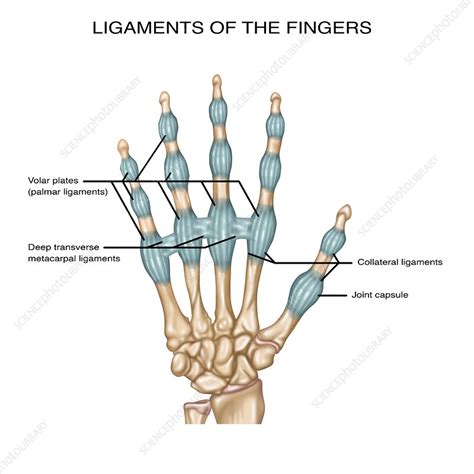 Finger Ligaments Illustration Stock Image F0318238 Science