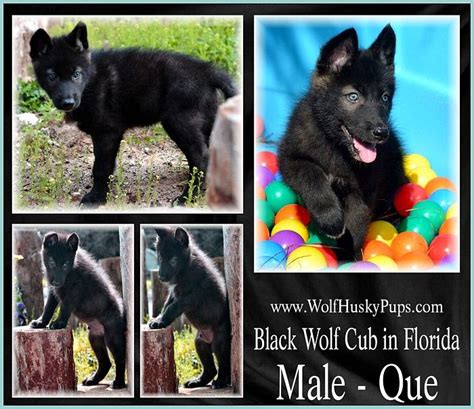 Black Wolf Dog Puppy Ready Now In Florida Wolf