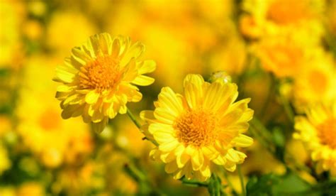 Chrysanthemum Indicum Fact Uses How To Grow And Care Tips