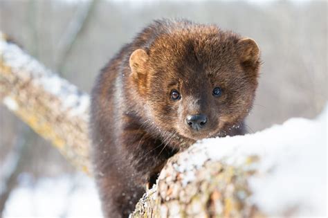 The Characteristics Of Fisher Cats And Pine Martens