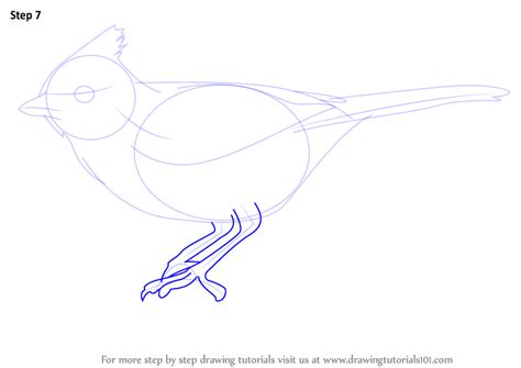How To Draw A Tufted Titmouse Birds Step By Step