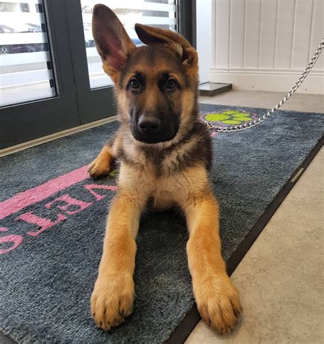 Handsome 12 Week Old German Shepherd Puppy Chase Called Into Petcare