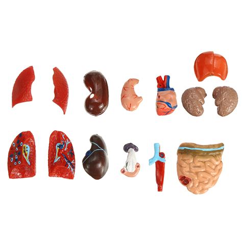 19 Part Human Anatomical Anatomy Skeleton Medical Learn Aid Human Organ