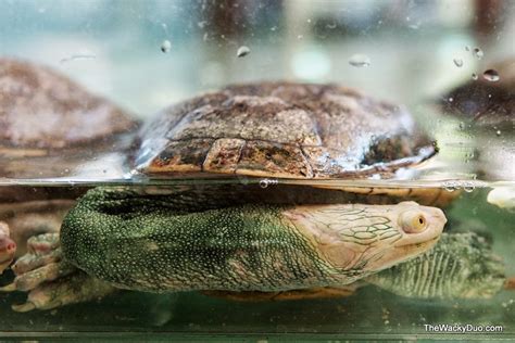 We did not find results for: The Live Turtle & Tortoise Museum @ Singapore Chinese ...