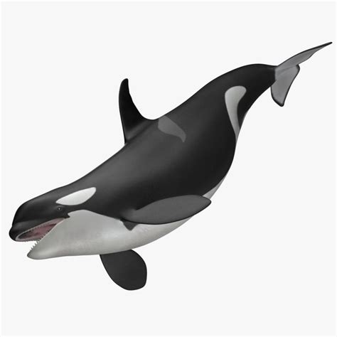 3d Orcinus Orca Killer Whale Model