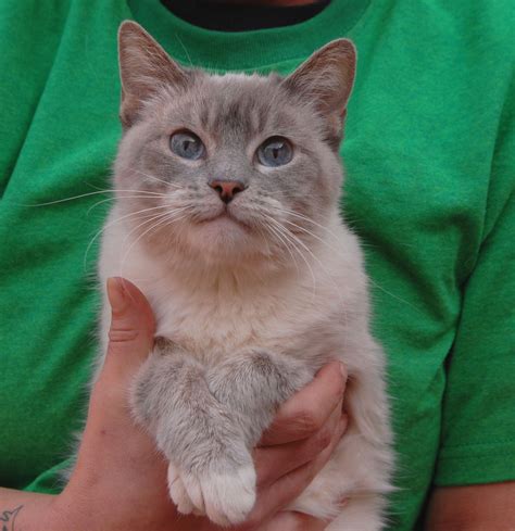 Amelia is a Lilac Point Siamese kitten debuting for adoption at Nevada