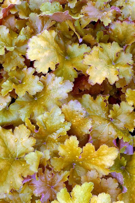 Heuchera 'amber waves' has the lustiest orange hue of all coral bells. Coral bells (Heuchera 'Amber Waves') - Stock Image - B740 ...