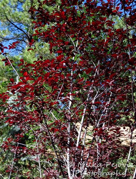 Ornamental Plum Tree With Dark Red Leaves Plum Tree Tree Red Leaves