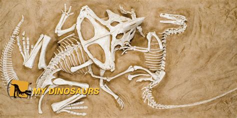 15 Best Dinosaur Fossil Discoveries Of All Times Bio Explorer