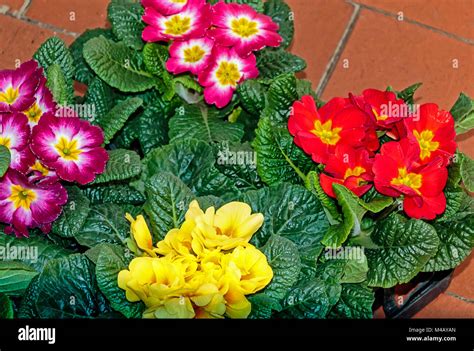 Spring Flowers Potted Primroses In Different Colors Stock Photo Alamy